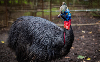Close-up of big bird