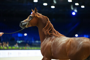 portrait of beautiful red purebred arabian stallion running  at cover manege at competition.