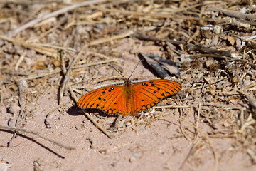 Fototapeta na wymiar butterfly in the desert 
