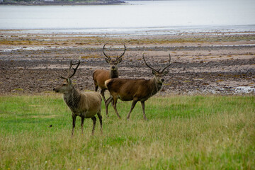 Deers grazing on meadow.