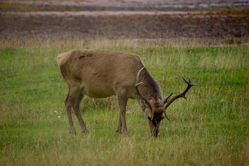 Deers grazing on meadow.