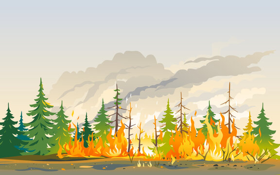 Burning forest spruces in fire flames, nature disaster concept illustration background, poster danger, careful with fires in the woods