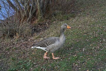duck walking on the edge of a body of water