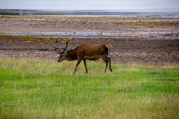 Deers grazing on meadow.