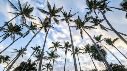 Bottom view of a palm tree field during a sunny day and blue sky with some clouds in the background in Costa Rica beach, horizontal image