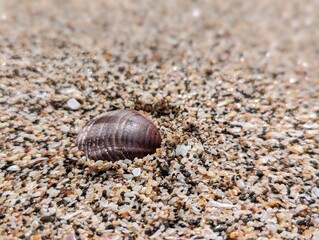 Close-up on a clam's shell buried on the sand of the beaches during a sunny day in Tamarindo in Costa Rica, horizontal image and focus effect
