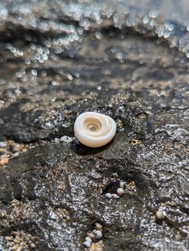 Extreme close-up of a shell fossil on a black volcanic rock on the beaches, vertical image  and snail shape in Costa Rica, blurred background