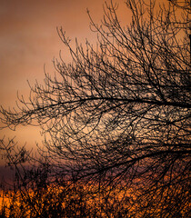 leaf left branches in winter at sunrise