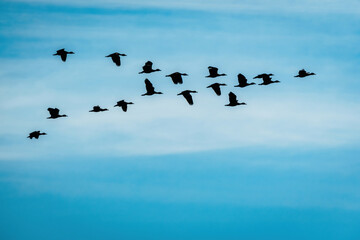 Schwarm fliegender Entenvögel als Silhouette am Himmel über dem Kwando (Caprivi, Namibia)