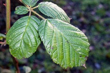 close up of green leaves of a blackberry branch