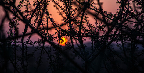 Beautiful view of the sunrise through the branches of a tree