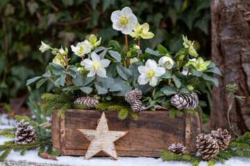 Christrosen in alter Ziegelform im Winter-Garten