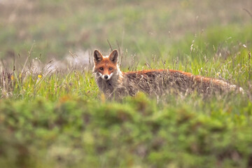 Red fox (Vulpes vulpes) running in the tall grass of an alpine meadow glancing with its beautiful bright eyes. Italian Alps Mountains, June.