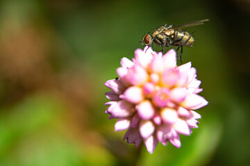 photo of fly perched on pink flower, purple