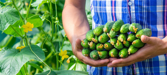 the farmer holds cucumbers in his hands. on the background of the garden.
