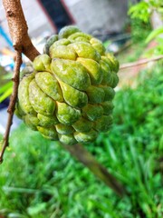 Srikaya fruit or Annona squamosa