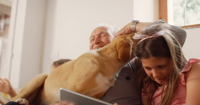 A Senior Man Getting Interrupted By The Family Dog While Watching Videos On A Digital Tablet With His Granddaughters. Funny Authentic Clip Of Dog Being Playful And Excited During A Family Reunion