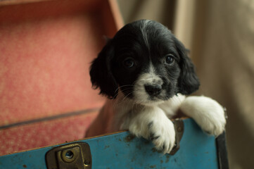 springer puppy