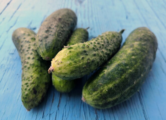 Harvest of fresh cucumbers, green cucumbers lie on a wooden table