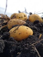 Potato lies on the ground, harvesting the potato crop.