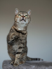 Cute house grey cat posing on light background at home, national cats day, domestic pet