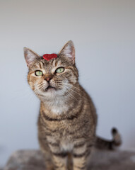 Cute house grey cat posing on light background at home, national cats day, domestic pet