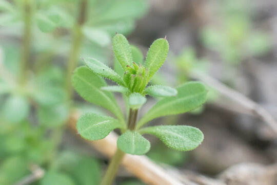 Galium aparine cleavers, catchweed, stickyweed, robin-run-the-hedge, sticky willy, sticky willow, stickyjack, stickeljack, and grip grass use in traditional medicine for treatment 