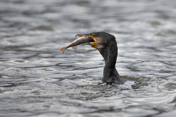 Cormorant catching a fish in the river Thames