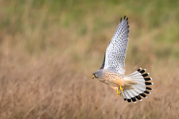 Male kestrel hunting for his next meal in Bushy Park
