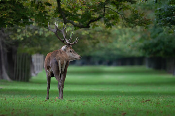 Large red deer stag in the autumn rutting season