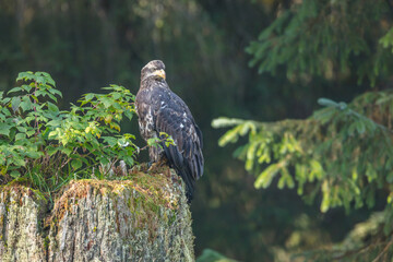 Juvenile Bald Eagle (Haliaeetus leucocephalus) perched on trunk of dead tree