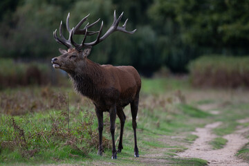 Large red deer stag in the autumn rutting season