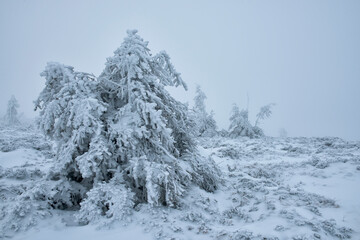  Snow-white firs on a snow-white meadow. Winter minimalism and graphics.