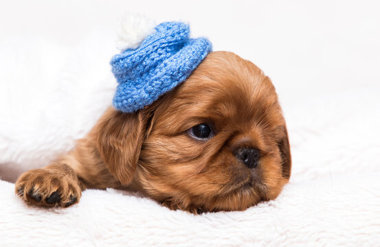King Charles Spaniel puppy in a fluffy blanket