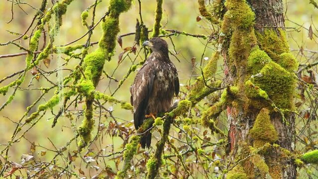 Juvenile Bald Eagle (Haliaeetus leucocephalus) perched on branch of tree