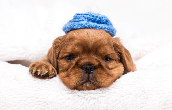 King Charles Spaniel puppy in a fluffy blanket