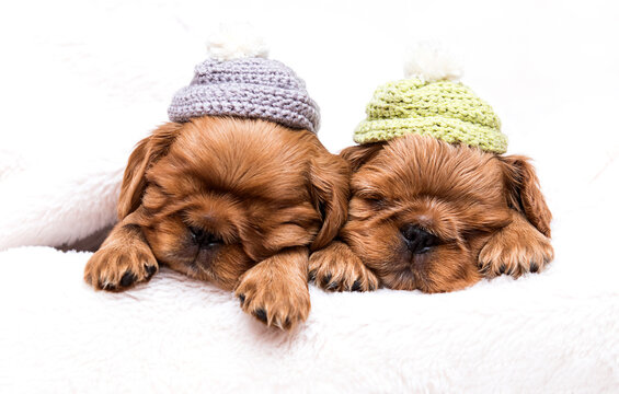 two puppies king charles spaniel in a hat sleeping in a fluffy blanket