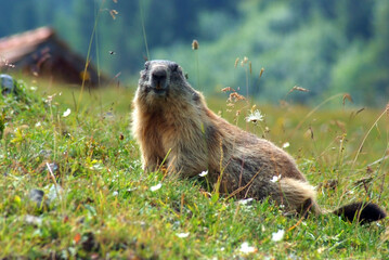 marmotta in val san nicolò dolomiti del trentino alto adige