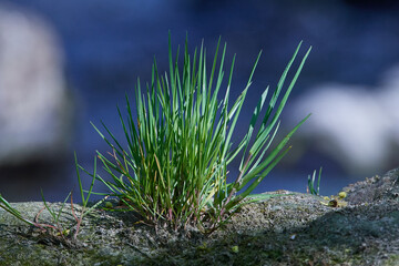 Gras an einem Fluß