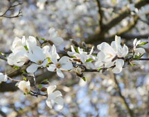 Branch of white flowers and  buds of the kobus magnolia native to Japan and Korea in spring against...