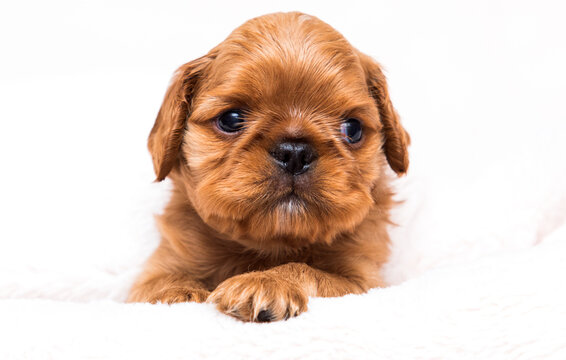 puppy king charles spaniel looking