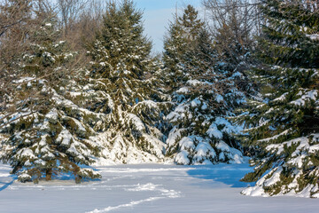 Evergreen Trees Covered With Snow After A Late December Snowstorm In Wisconsin