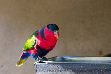 Papagei Erzlori close up, parrot