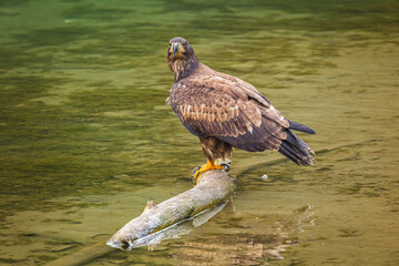 Golden eagle (Aquila chrysaetos) perched on piece of wood in a stream