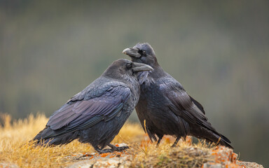 Pair of Ravens (Corvus corax) standing in dry grass