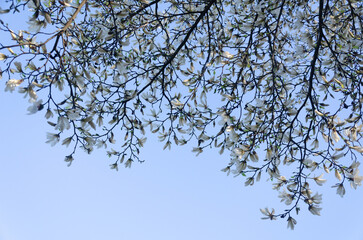 Blossom tree of the magnolia native to Japan and Korea in spring against the sky