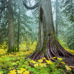 Interior Cedar-Hemlock temperate rainforest, British Columbia Canada