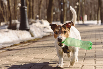 Dog helps to clean up community garden on early spring day. Cute dog fetches plastic trash.