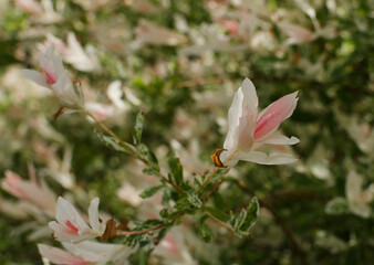 Close up of a Branch of blooming Hakuro Nishiki willow bush (flamingo or dappled japanese willow) on the backgroung