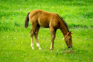 Fototapeta premium A brown foal eats grass in a meadow. Lonely foal on the background of a green alpine meadow.